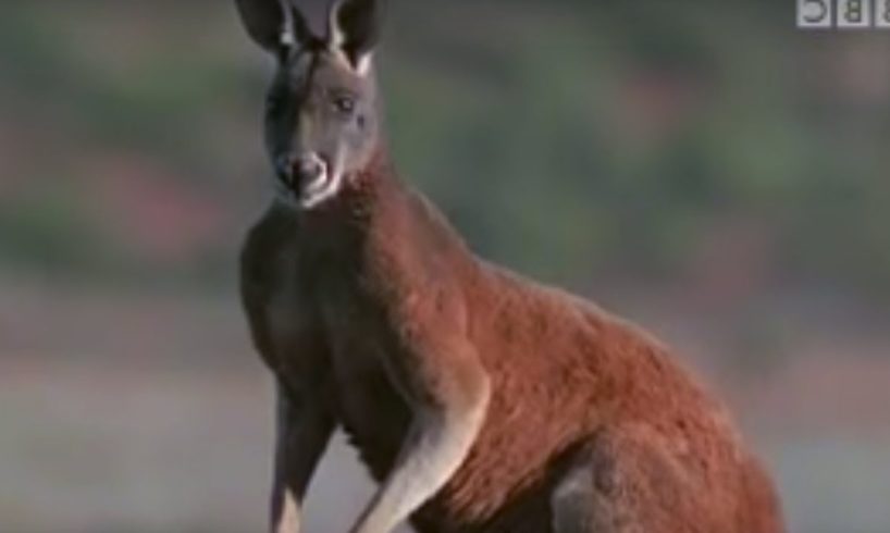 Survival in Australia for Kangaroos | BBC Wildlife | BBC Studios