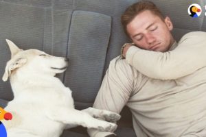 Sweet Dog Rescued by Marine In Afghanistan | The Dodo