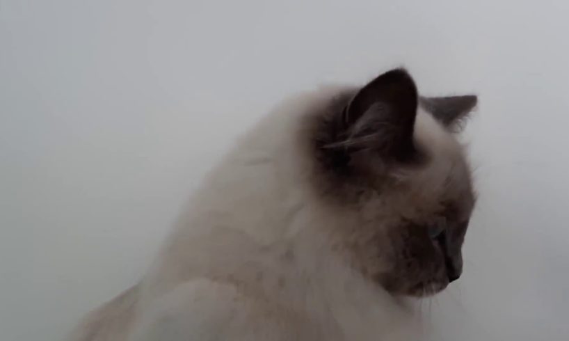 Sweet ragdoll cats Lizzy and Kyra ? i love animals!!!♡
