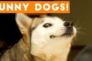 TOP 10 dog barking videos compilation ♥ Dog barking sound   Funny dogs