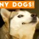 TOP 10 dog barking videos compilation ♥ Dog barking sound   Funny dogs