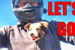 TOP 5 Animal Rescues by Bikers 2019