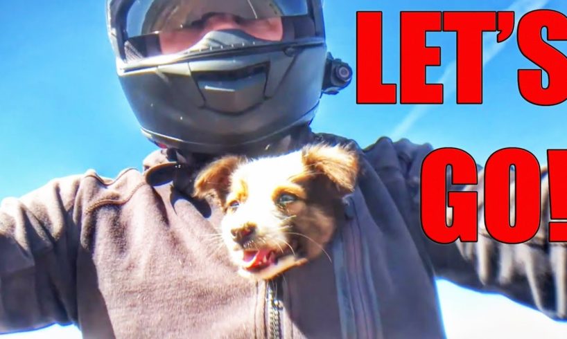 TOP 5 Animal Rescues by Bikers 2019