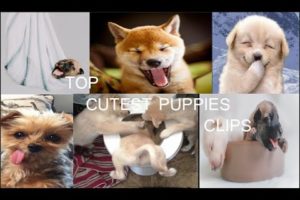 TOP CUTEST PUPPIES CLIPS 2019 (HD)....