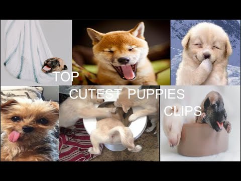 TOP CUTEST PUPPIES CLIPS 2019 (HD)....