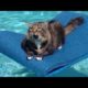 TRY NOT TO LAUGH at these EXTREMELY FUNNY ANIMALS - Funny ANIMAL compilation