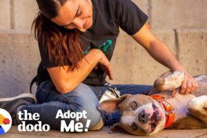Terrified Neglected Dog Turns Super Sweet | The Dodo Adopt Me!