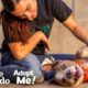 Terrified Neglected Dog Turns Super Sweet | The Dodo Adopt Me!