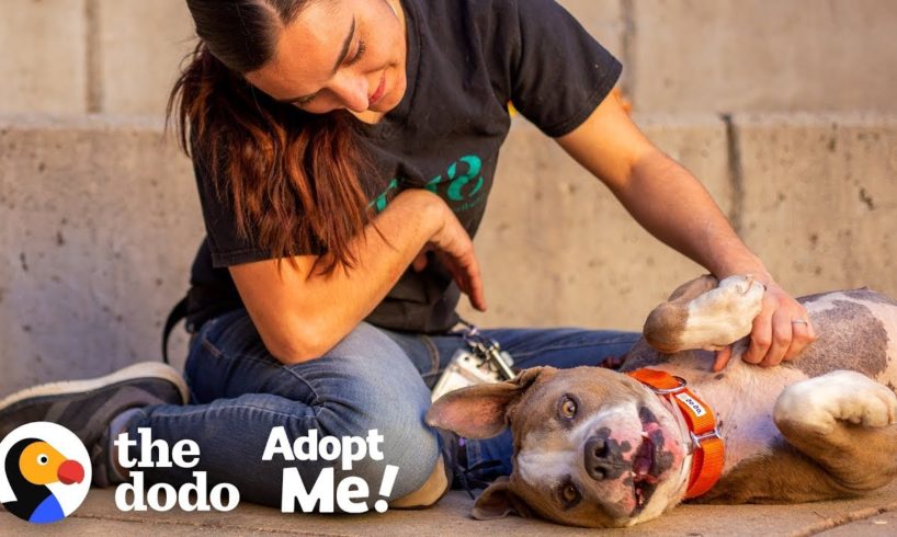 Terrified Neglected Dog Turns Super Sweet | The Dodo Adopt Me!