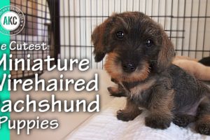 The Cutest Miniature Wirehaired Dachshund Puppies