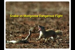 The Great Mongoose vs King Cobra Fights Compilation! Animal Fight On Road