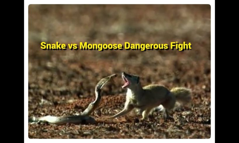 The Great Mongoose vs King Cobra Fights Compilation! Animal Fight On Road