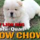 The Puffy Lion Dog Songshi Quan (Chinese Breed) Chow Chow Cute Puppies Video Compilation. Cream Coat