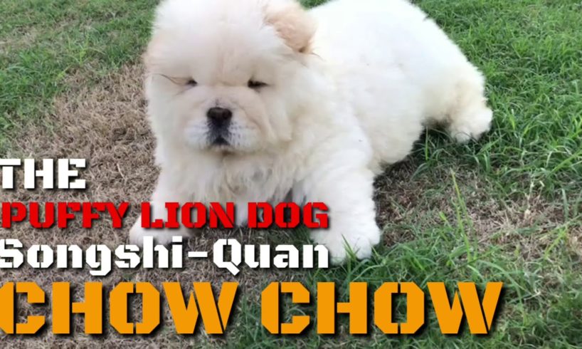 The Puffy Lion Dog Songshi Quan (Chinese Breed) Chow Chow Cute Puppies Video Compilation. Cream Coat