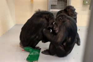 The Way Chimps Play!