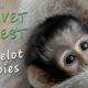 The Wild Baby Monkeys of Camelot Troop