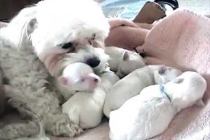 The birth of the dog | cute puppies | 1 week old for sleeping and nursing