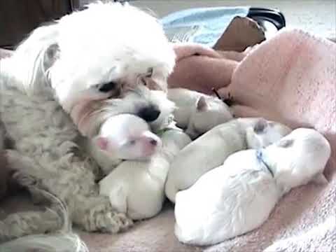 The birth of the dog | cute puppies | 1 week old for sleeping and nursing