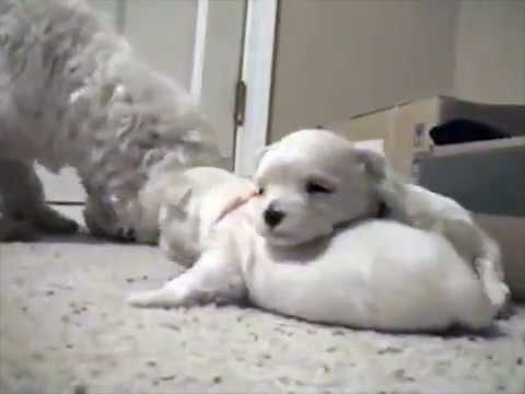 The birth of the dog | cute puppies | 2 week old for sleeping and nursing