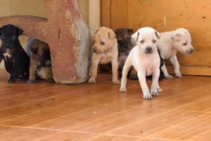 The cute puppies is sleeping and waiting the mother | Feeding milk to hungry puppy