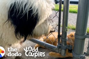 This Cat's Obsessed With The Dog Next Door | The Dodo Odd Couples