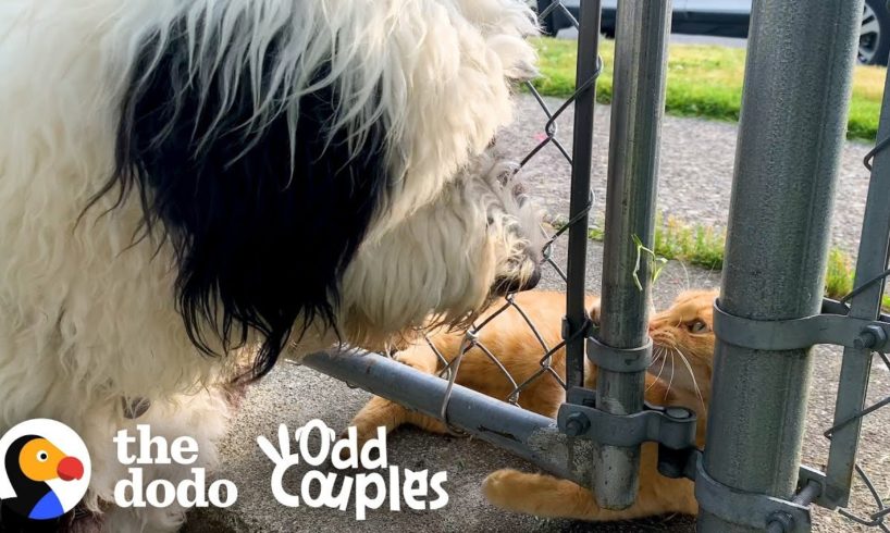 This Cat's Obsessed With The Dog Next Door | The Dodo Odd Couples