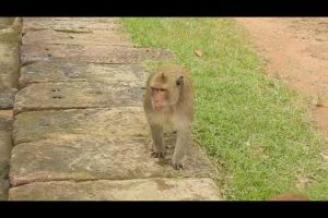 This Is Sok Monkey | The Animal TV #1