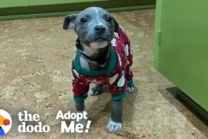 This Pittie Is So Special And She NEEDS A Loving Family | The Dodo Adopt Me!