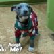This Pittie Is So Special And She NEEDS A Loving Family | The Dodo Adopt Me!