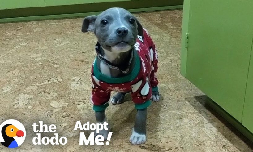 This Pittie Is So Special And She NEEDS A Loving Family | The Dodo Adopt Me!