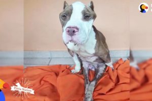 This Pittie Was Determined To Do The Impossible — And He Did | The Dodo Pittie Nation