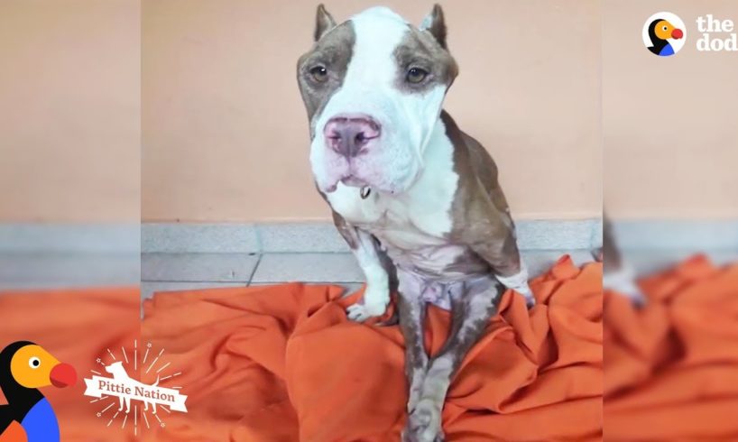 This Pittie Was Determined To Do The Impossible — And He Did | The Dodo Pittie Nation