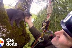 Thousands of Cats are Rescued from Trees by Climbers | The Dodo
