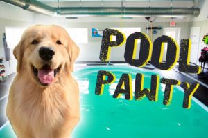 Throwing My Dog a Pool Party