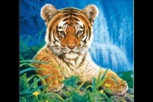 Tiger full life story in Hindi | Animal Planet Hindi |