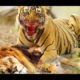 Tiger vs Lion Tiger Attack! BEST Tiger Hunting Attack Fight Lion Elephant Crocodile Leopard