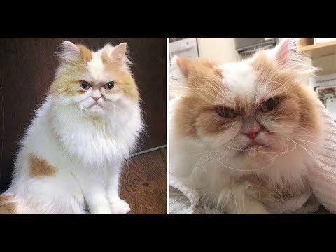 Tik Tok Pets ✪ Funny & Cutest Pets Video Compilation ✪ #34