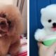 Tik Tok puppies cute