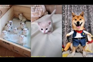 Tiktok Chinese / Douyin Cutest Puppy And Kitty Compilation 2019 #1