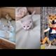Tiktok Chinese / Douyin Cutest Puppy And Kitty Compilation 2019 #1