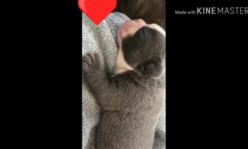 Tiktok compilation with cute puppies ??