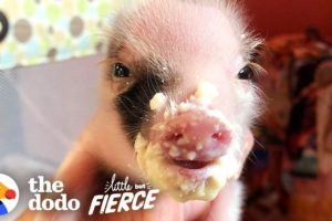 Tiniest, Cutest Pig Ever Grows Up FEISTY | The Dodo Little But Fierce