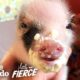 Tiniest, Cutest Pig Ever Grows Up FEISTY | The Dodo Little But Fierce