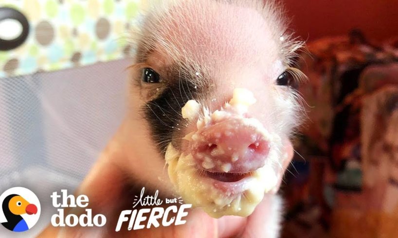 Tiniest, Cutest Pig Ever Grows Up FEISTY | The Dodo Little But Fierce