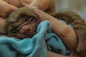 Tiny orphan baby sloth rescued | BBC Earth