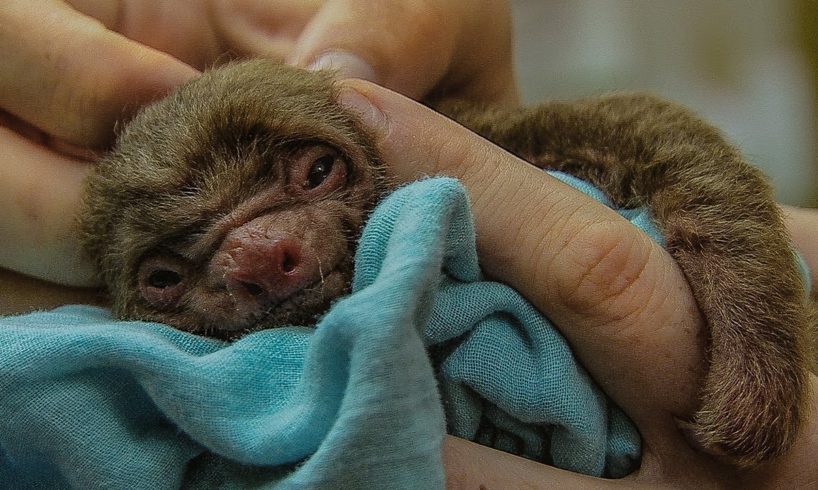 Tiny orphan baby sloth rescued | BBC Earth