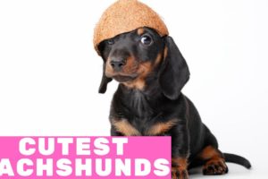 Top 10 Cutest Dachshund Puppies 2019