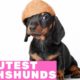 Top 10 Cutest Dachshund Puppies 2019