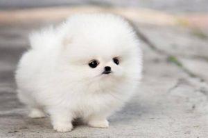 Top 15 most cutest Dogs in the world || Cutest Puppies and Funny puppies in the world || Best ||
