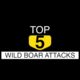 Top 5 Animal Attacks